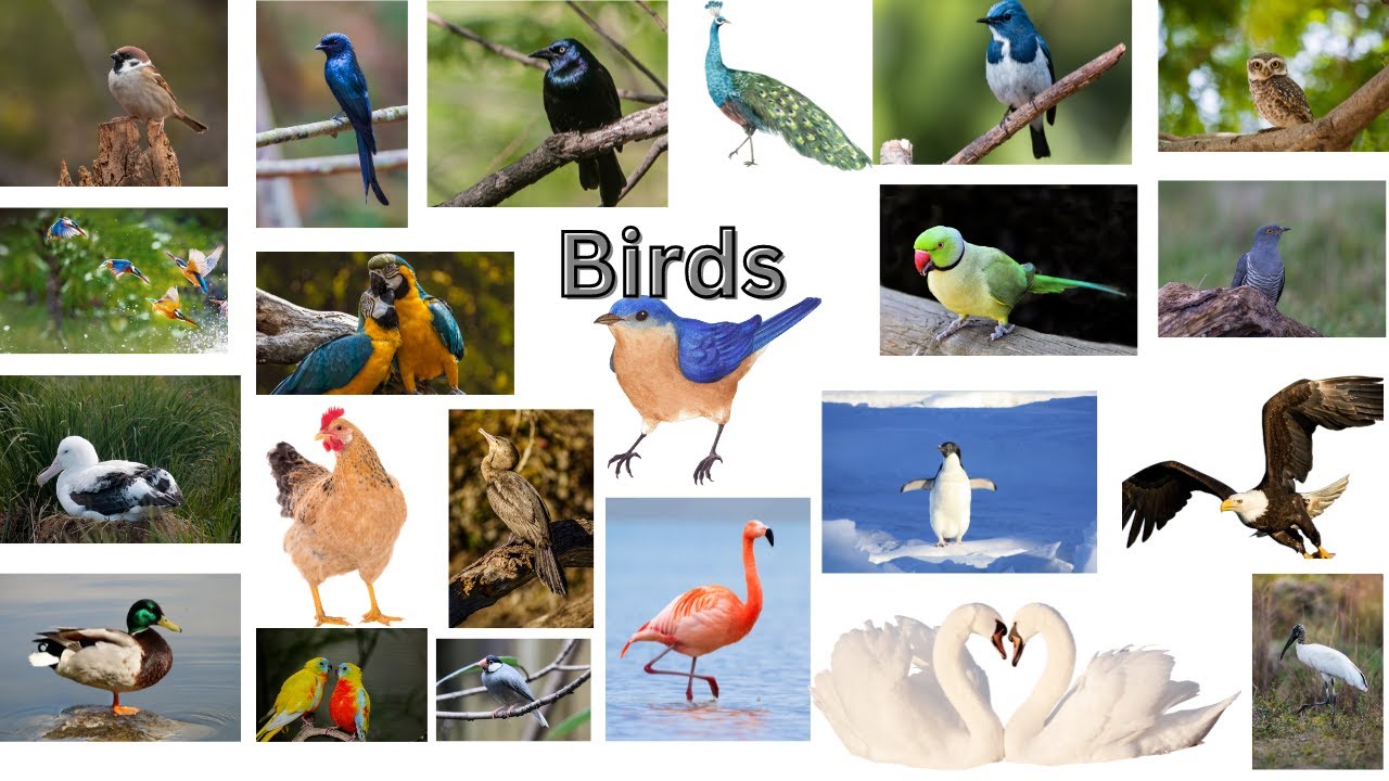 30+ Birds with their Names, Spelling, Pronunciation, Pictures, Sounds & Fun facts for Kids Learning