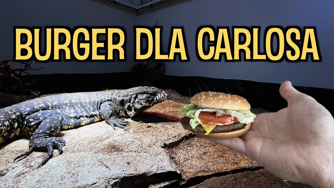 CZY CARLOS LUBI BURGERY?