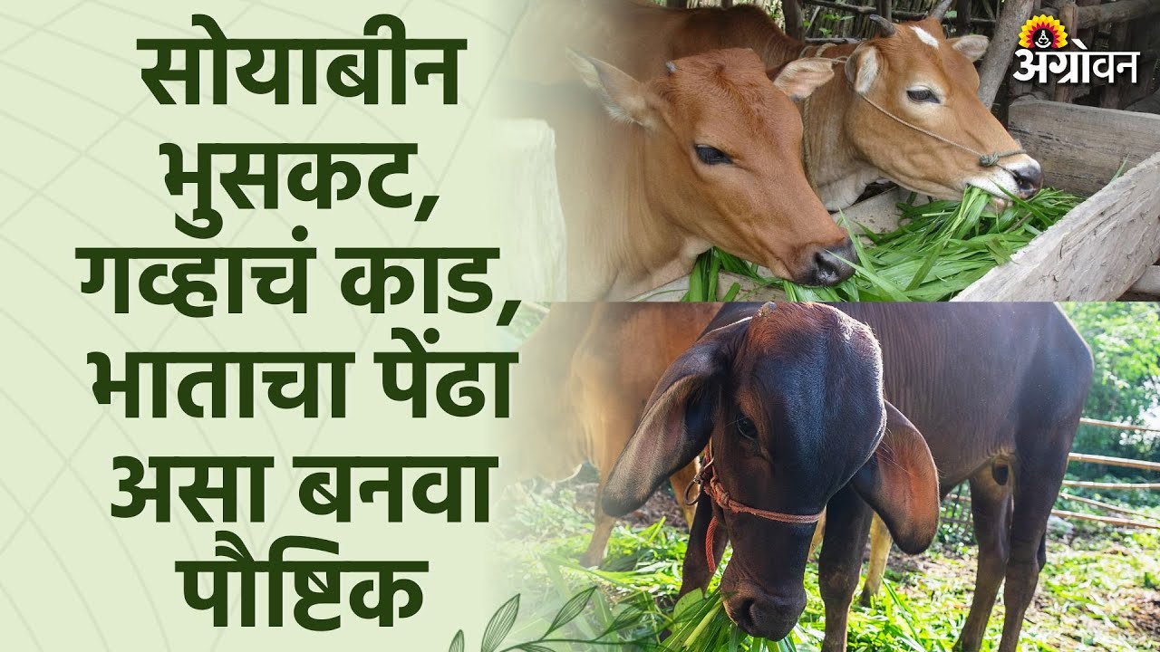 अशी वाढवा निकृष्ट चाऱ्याची पचनीयता, पौष्टीकता | Agrowon