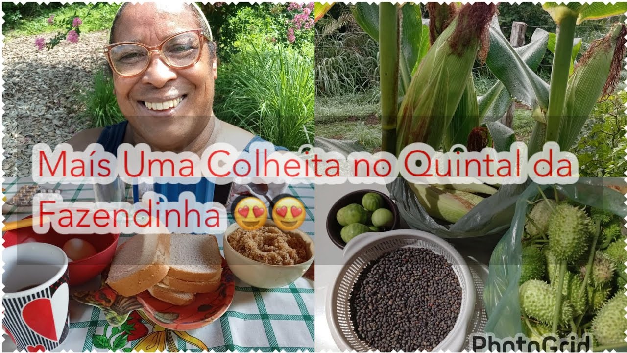 Um dia Maravilhoso nós Verdes Campos do meu Lar#Vida na roça#colheita!