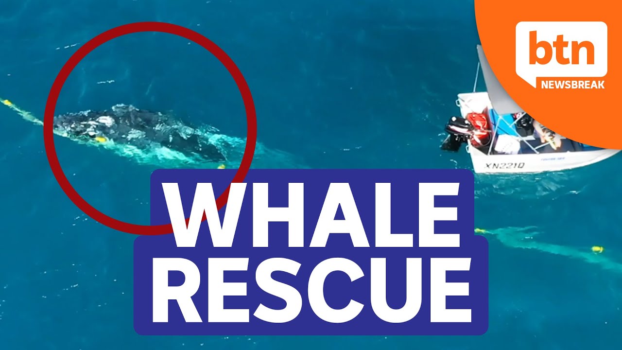 Baby humpback whale rescued from shark nets