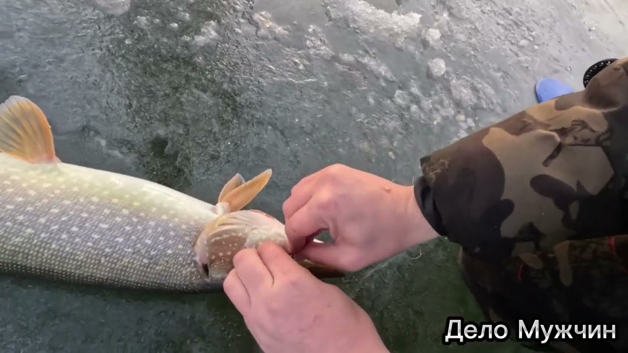 Не успели расставиться тут же загорелись флажки.Ловим щук на жерлицы!!!  