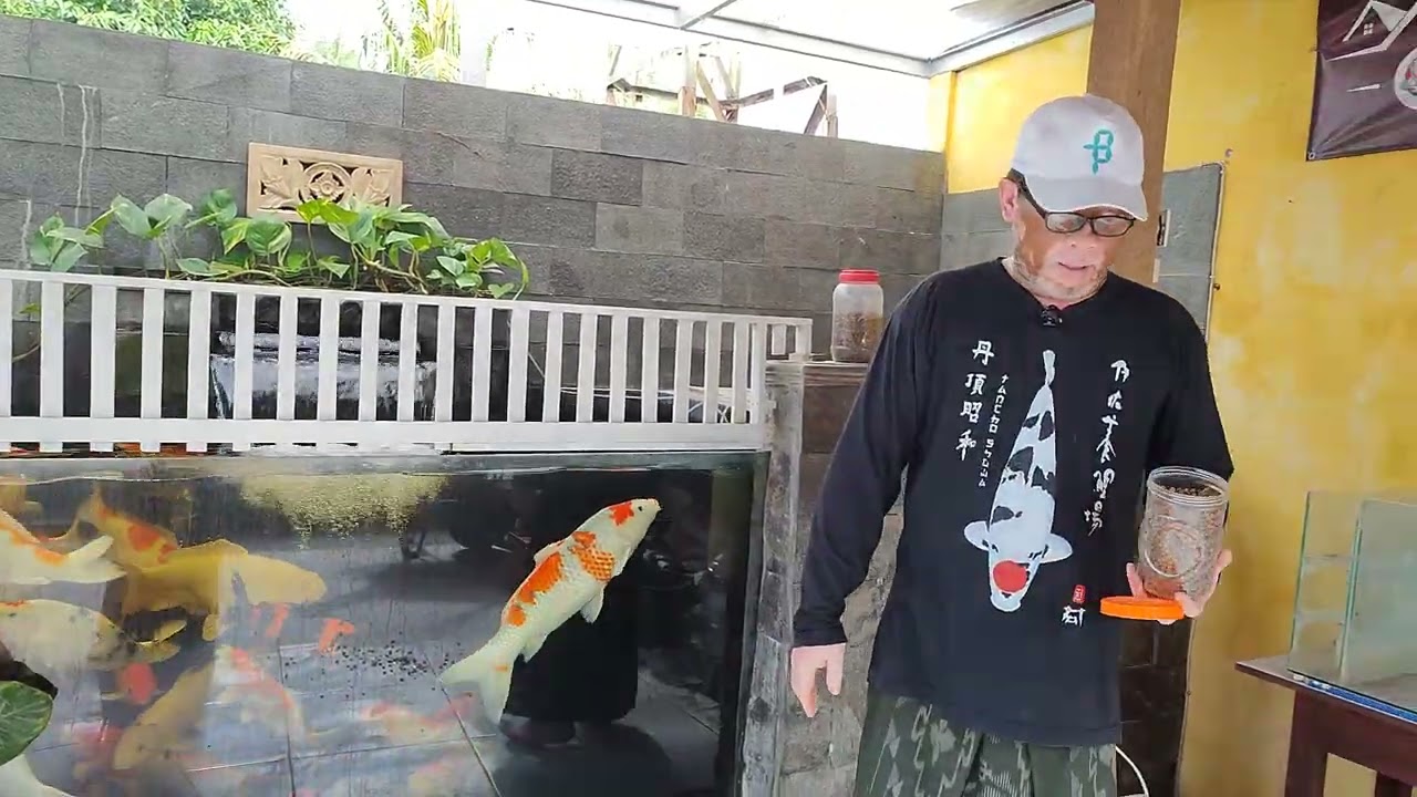 @ cara pemberian pakan pada koi setiap harinya