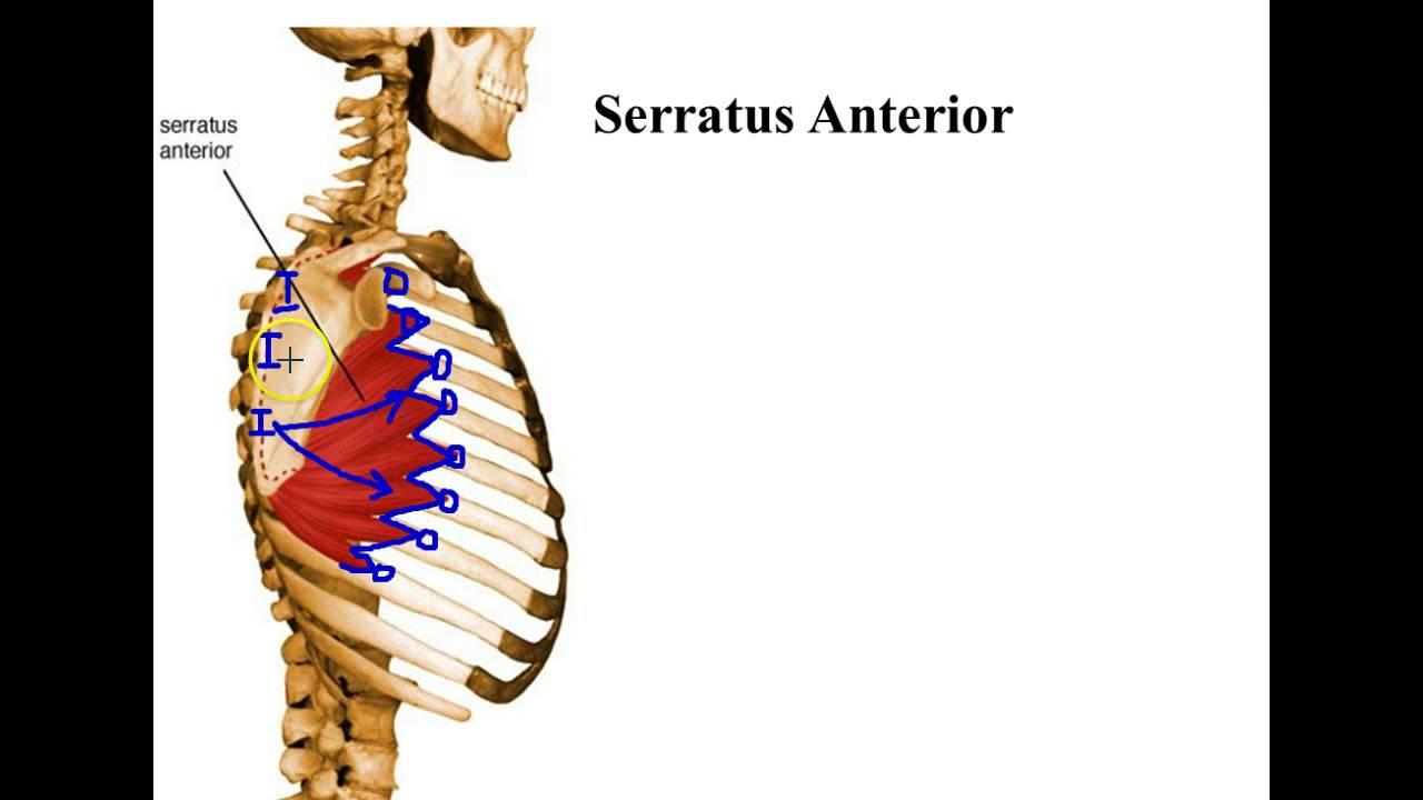 Muscles that Move the Scapula