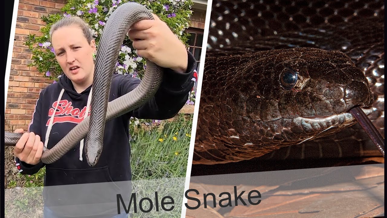 My first YouTube video || Mole Snake || Snake Collection || Reptiles