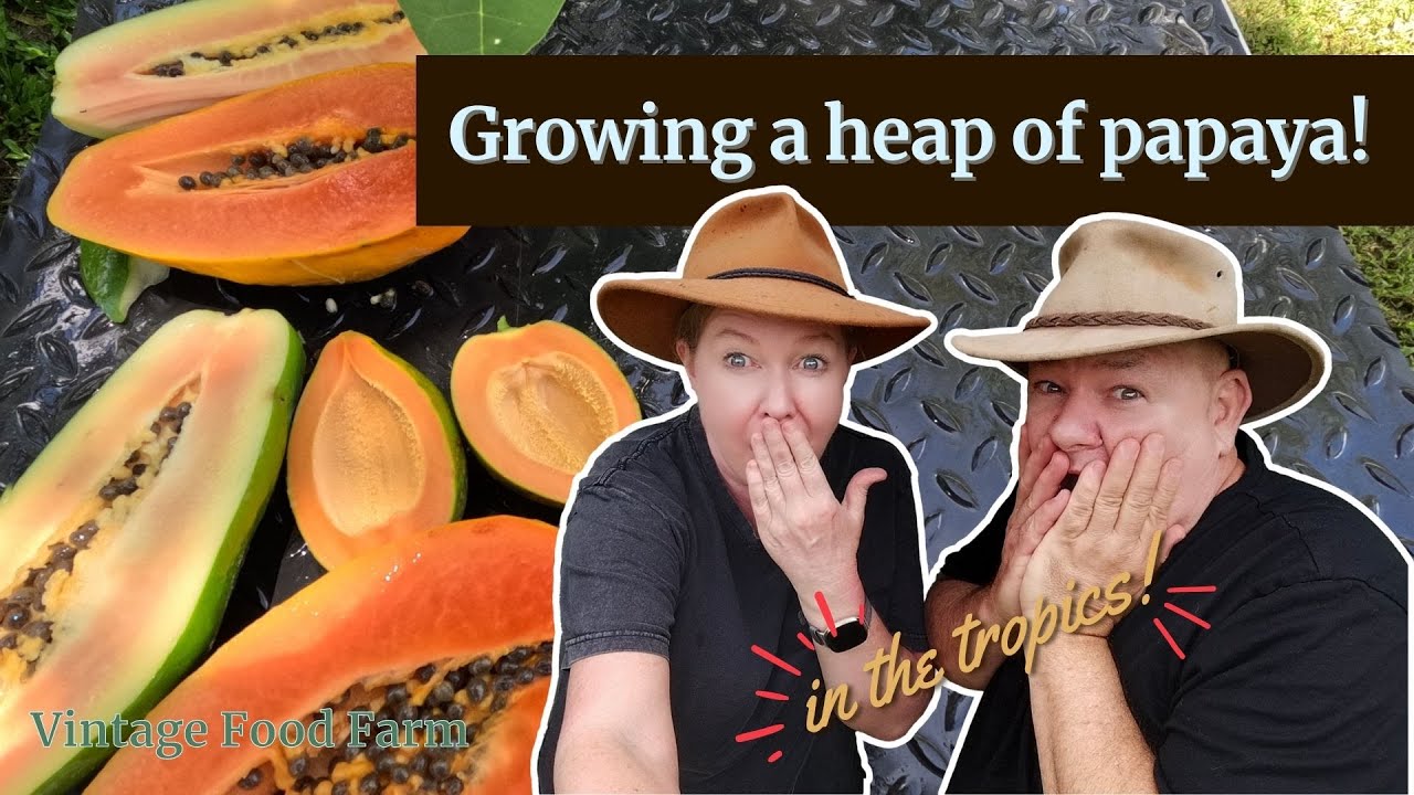 Выращивание папайи🥭 в прекрасном тропическом Крайнем Северном Квинсленде, Австралия🌴☀️