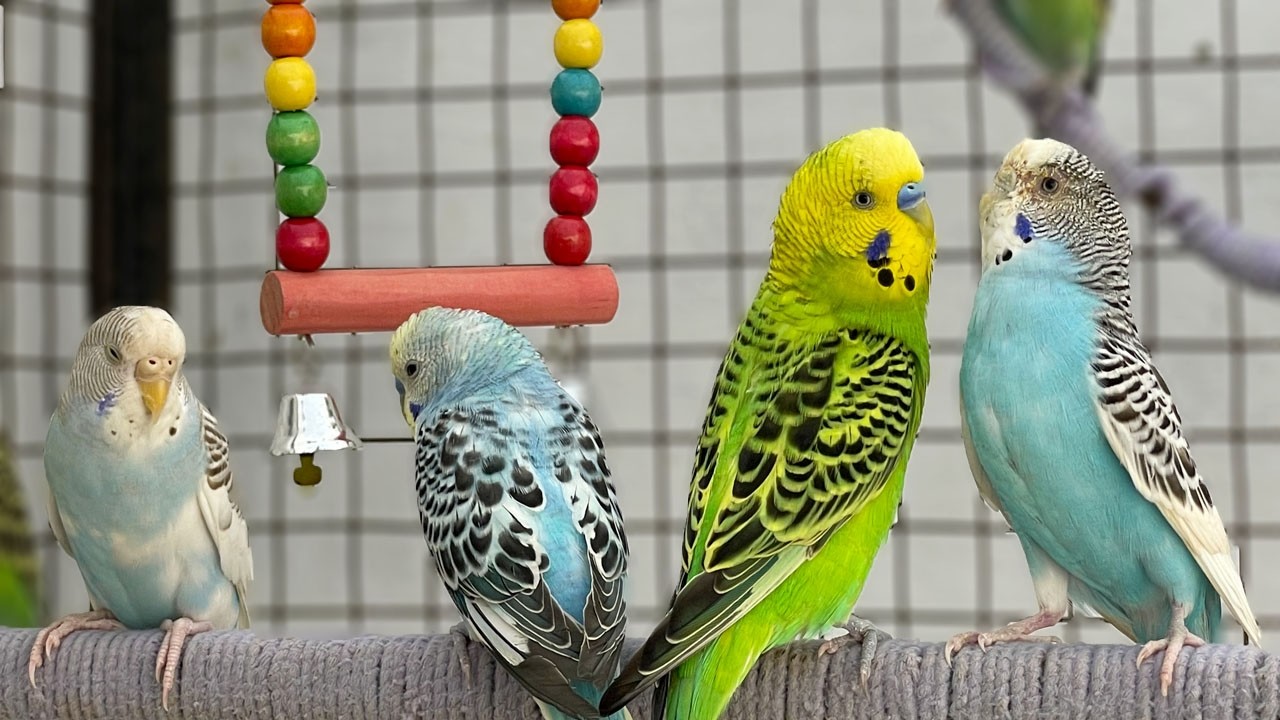 Tweet Dreams: Relaxing Budgie Music & Sounds