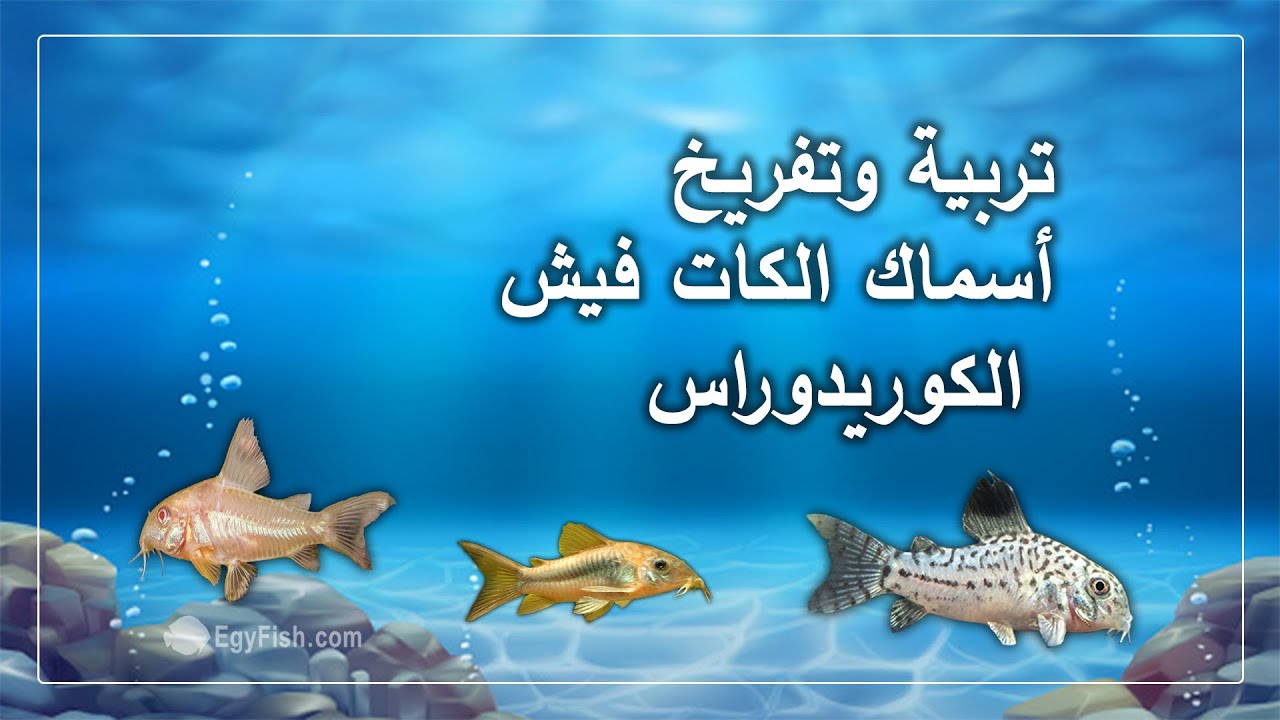 اسماك الكات فيش او الكوريدوراس من الصفر الي التفريخ | ايجي فيش
