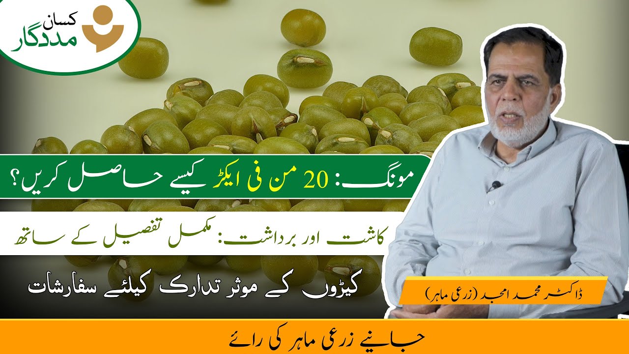 How To Grow Moong? | Production Technology of Mung | Daal Mung Ki Kasht | Step By Step  Guide