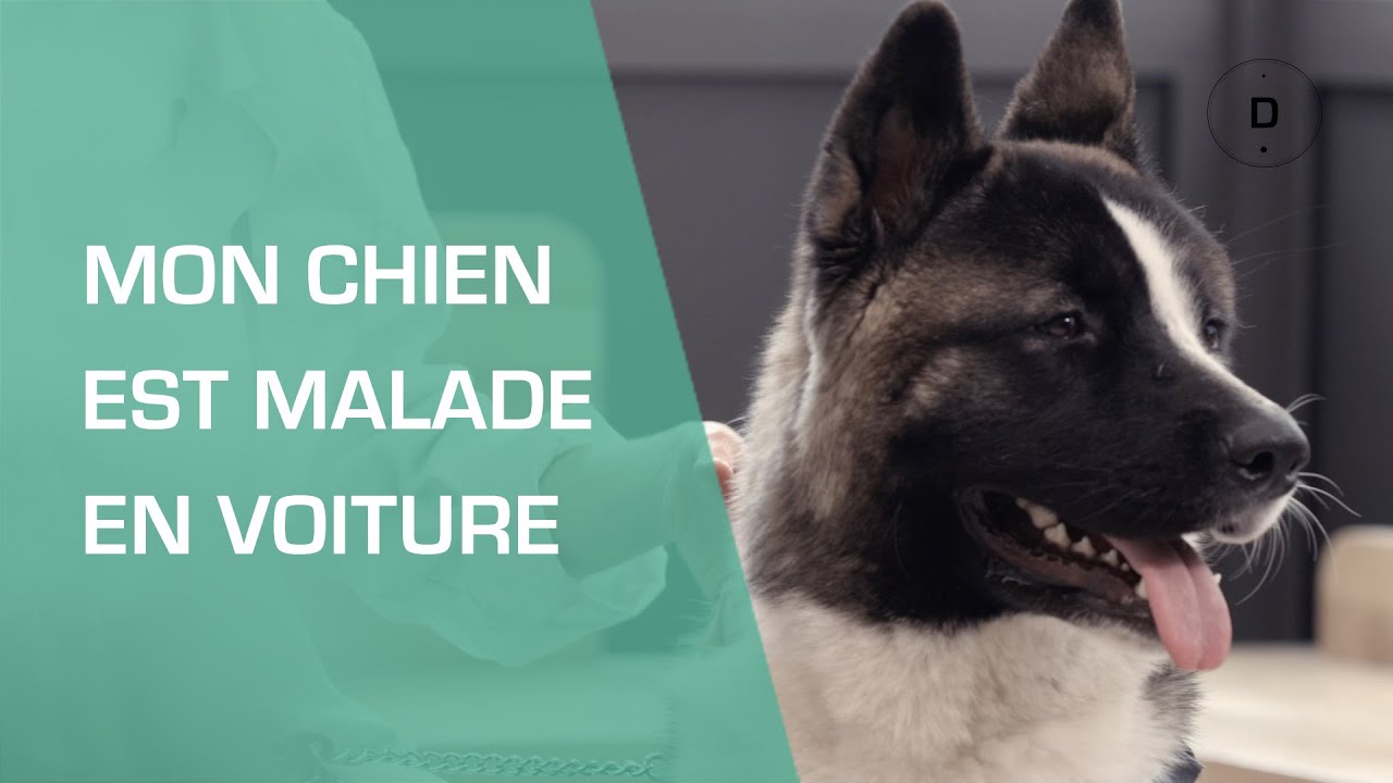 Mon chien est malade en voiture : que faire ?  - Animaux