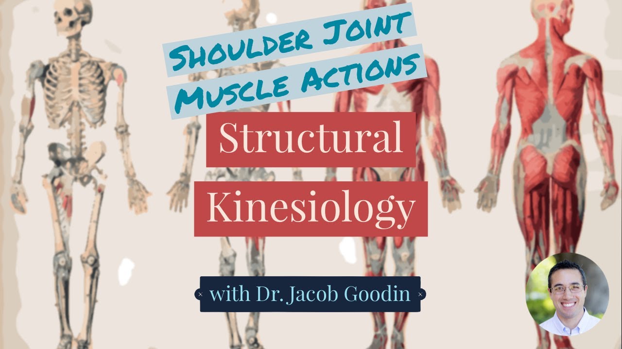 Shoulder Joint Muscle Actions