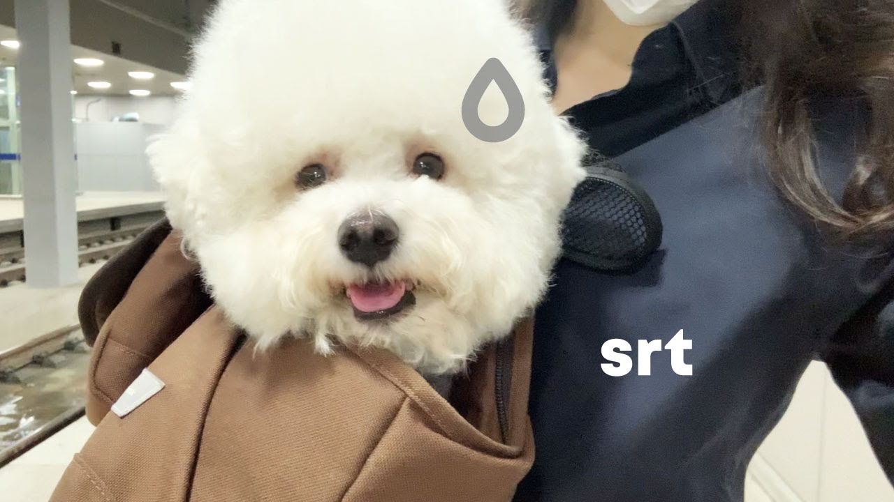 강아지와 함께하는 지옥의 SRT 체험🔥 (feat.열차탈선사고)