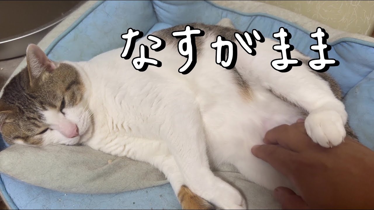 【保護猫】なすがまま