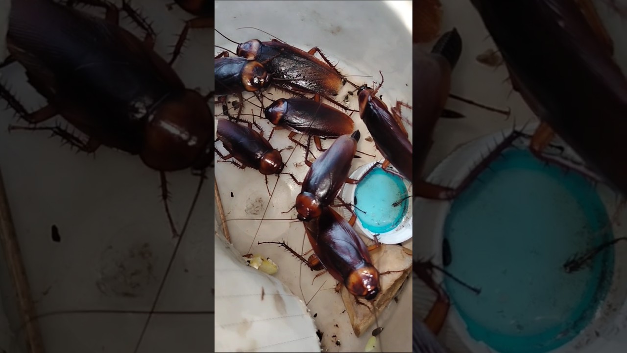 cockroach #aymanblog #funny #pets #shorts #trending #cockroach #ipis