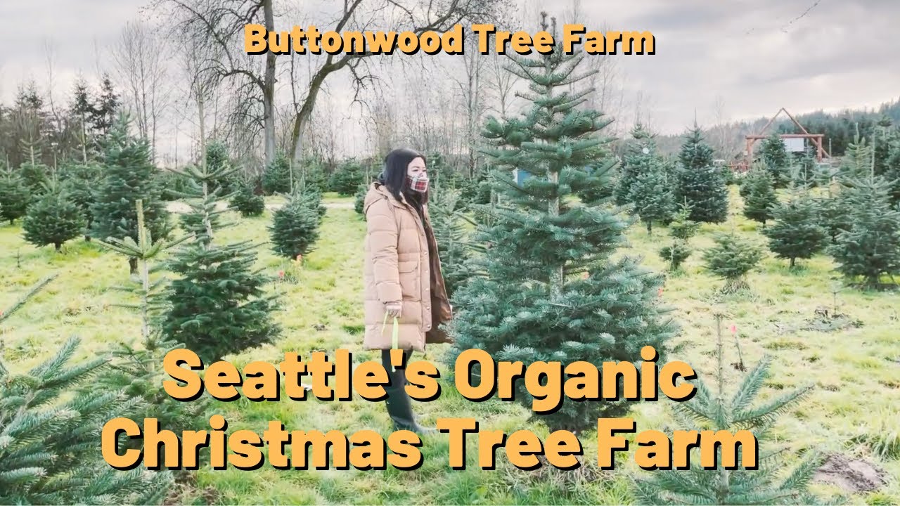 Seattle's Organic Christmas Tree Farm - Buttonwood Tree Farm Vlog