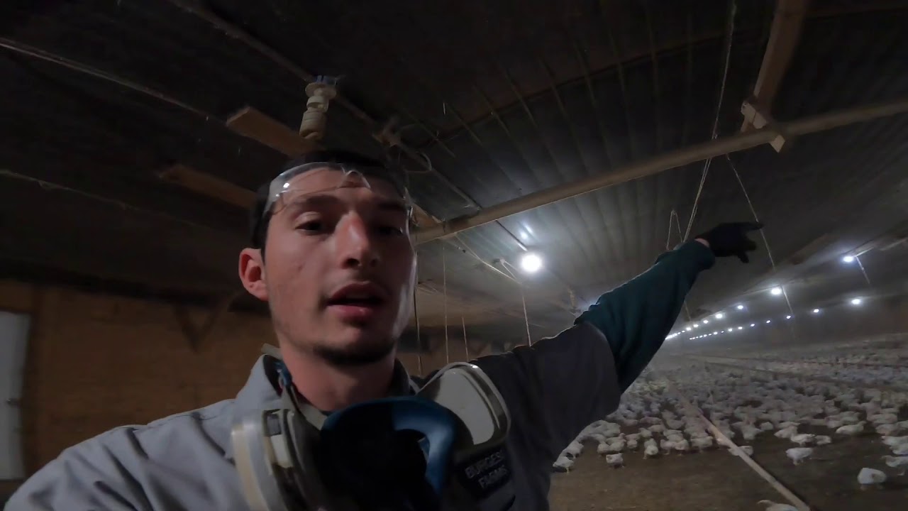 Daily chores and fixing equipment on a poultry farm.