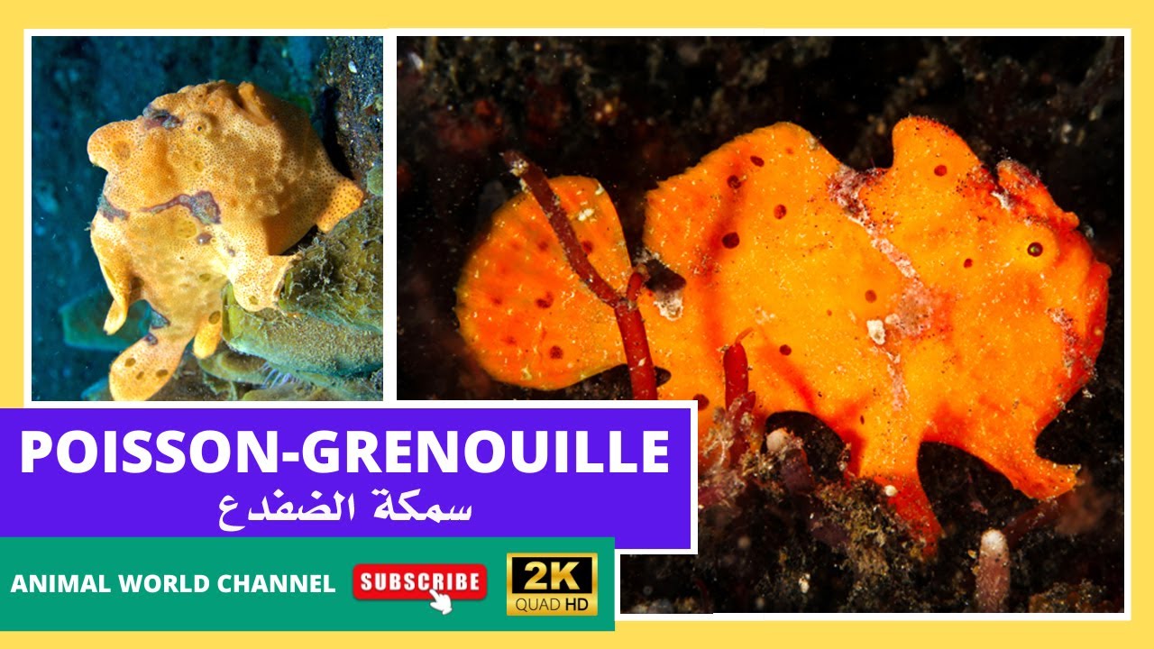 Le Poisson-Grenouille : Un Chasseur Discret des Profondeurs