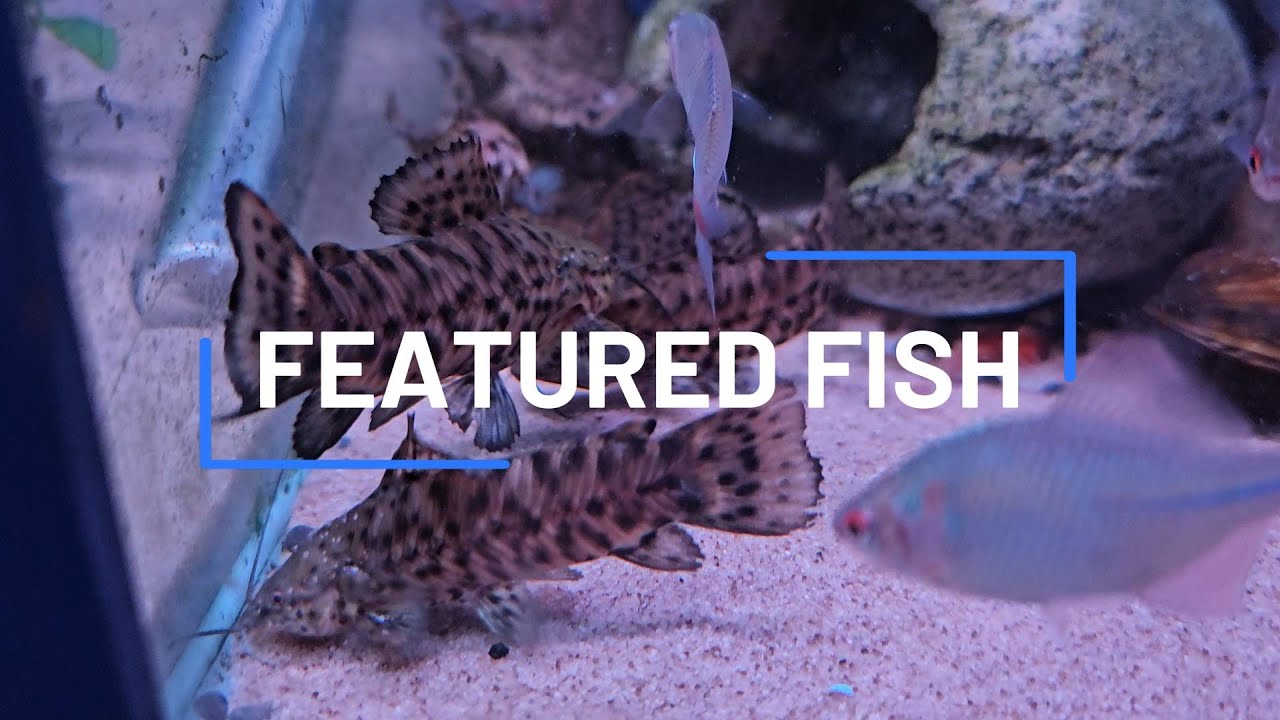 The Smart Catfish You Didn’t Know You Needed: Hoplo Catfish