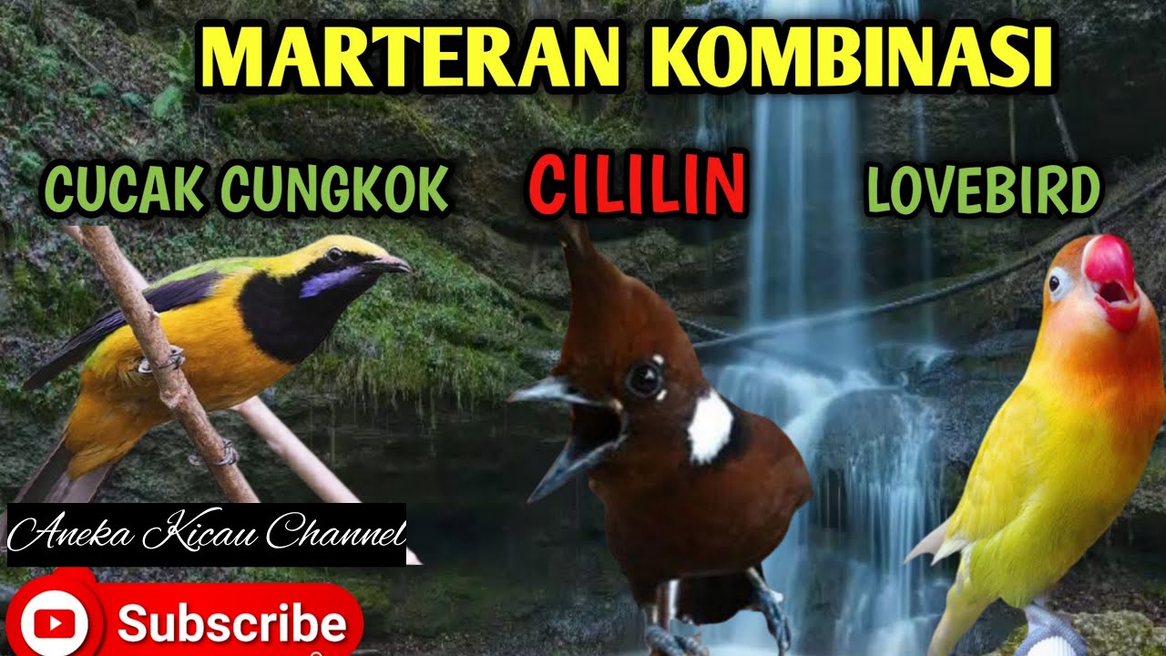 Masteran Kombinasi Cililin Cucak Cungkok Dan Lovebird
