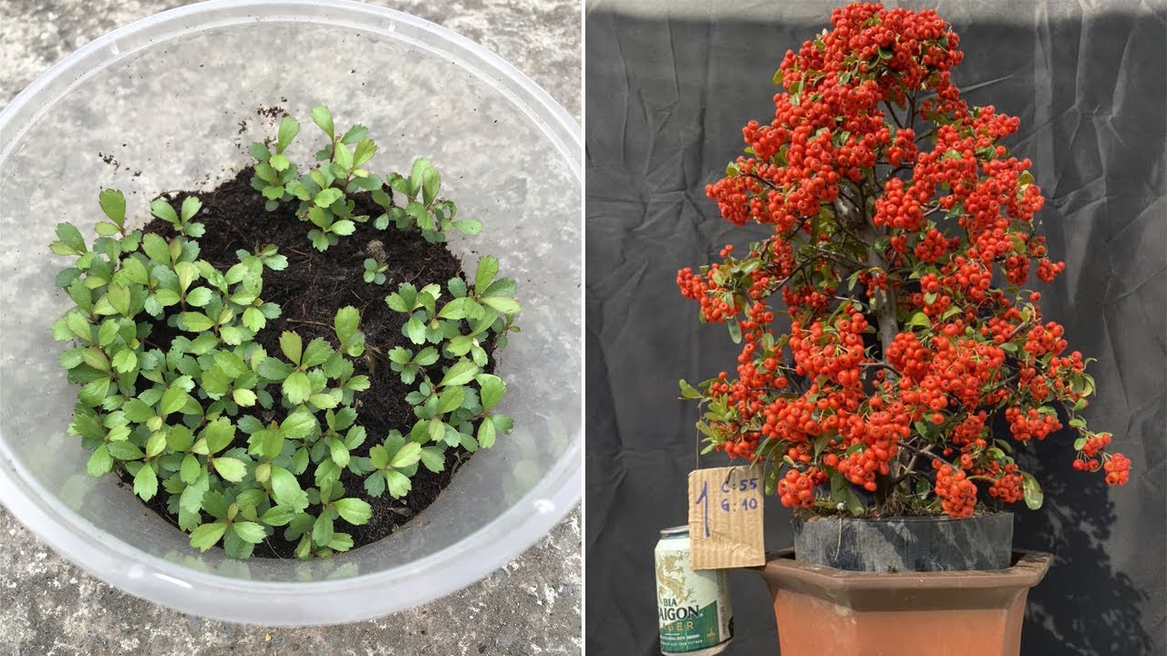 How to propagate pyracantha coccinea firethorn from seeds