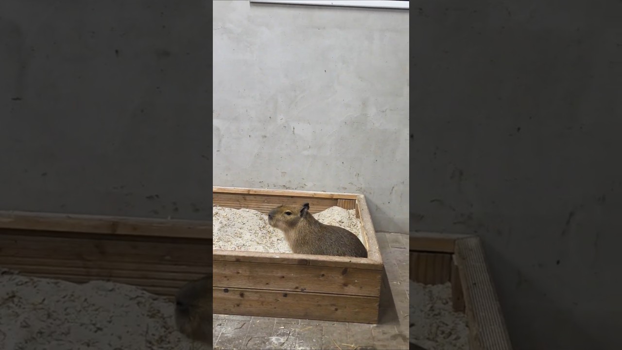 OMG! Capybara Family Time &ndash; Baby Cappy with Dad Ken & Mom Barbie at Angel Valley Farm 🦦💛
