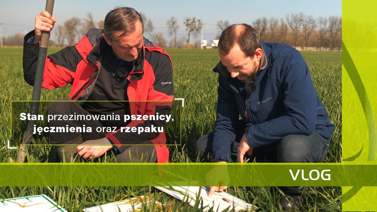 Ocena plantacji pszenicy, jęczmienia oraz rzepaku na dzień 18.03.2020, Polwica, Dolnośląskie.