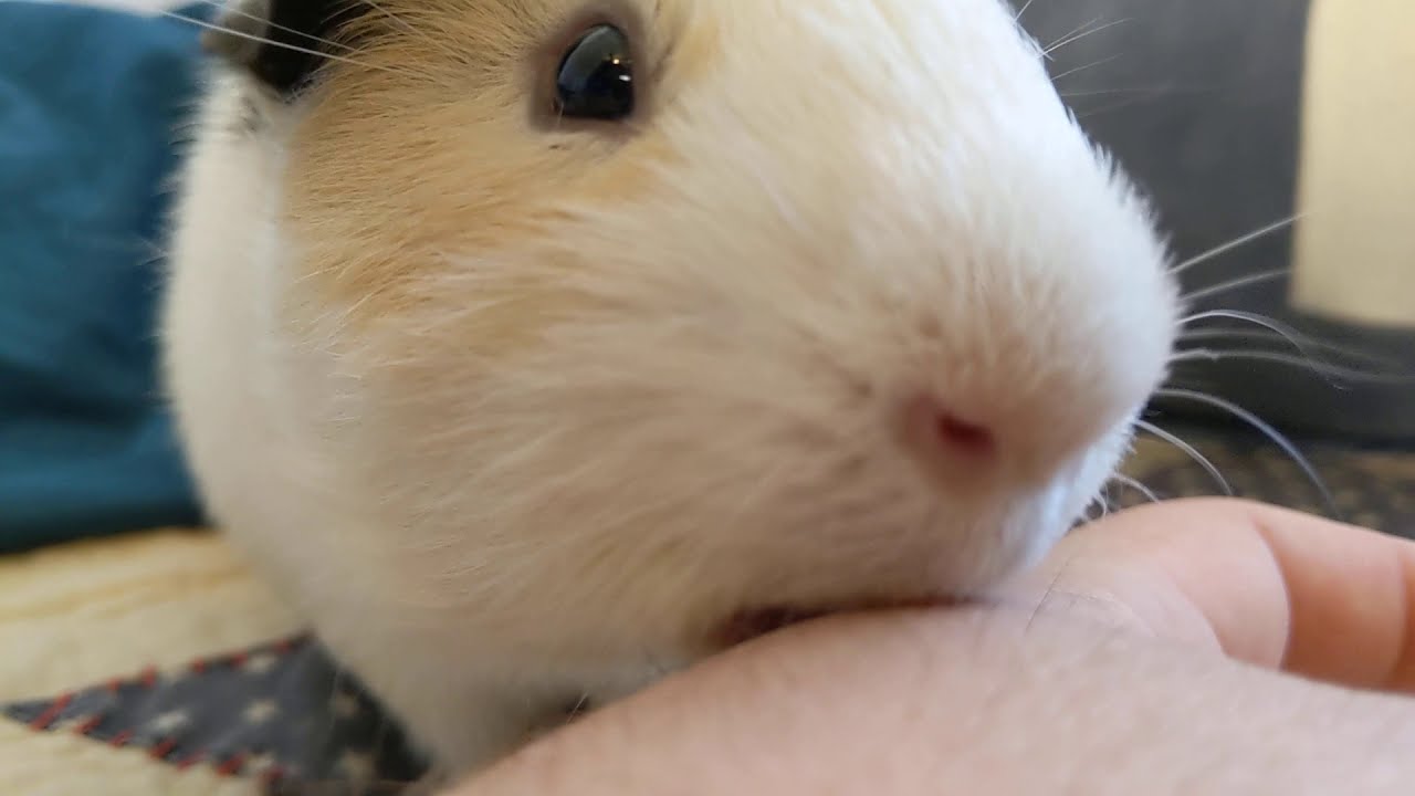 2 Carnivorous Guinea Pigs DEVOUR Their Owner