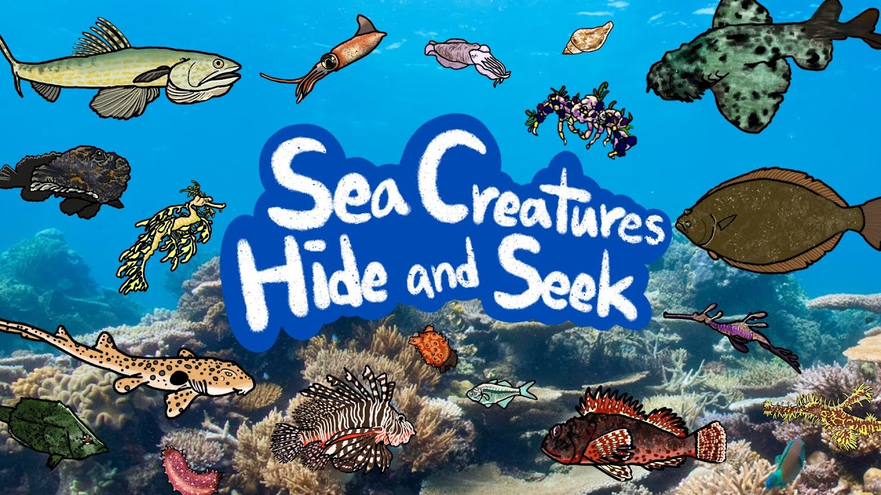 Sea Creatures Hide and Seek | Hidden fish | What Sea Creatures Are Hiding in the Water? | Kids Draw