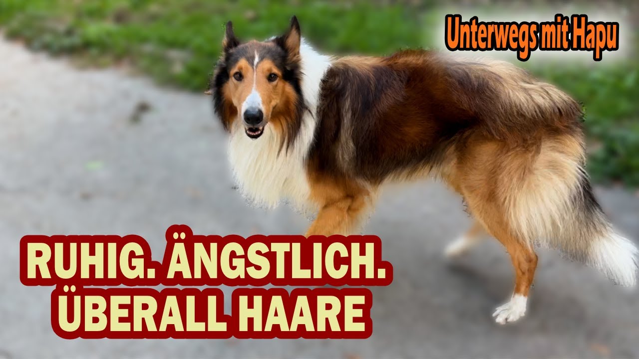 Meine Hundestory: Ein ruhiger, sensibler Collie mit besonderem Charakter