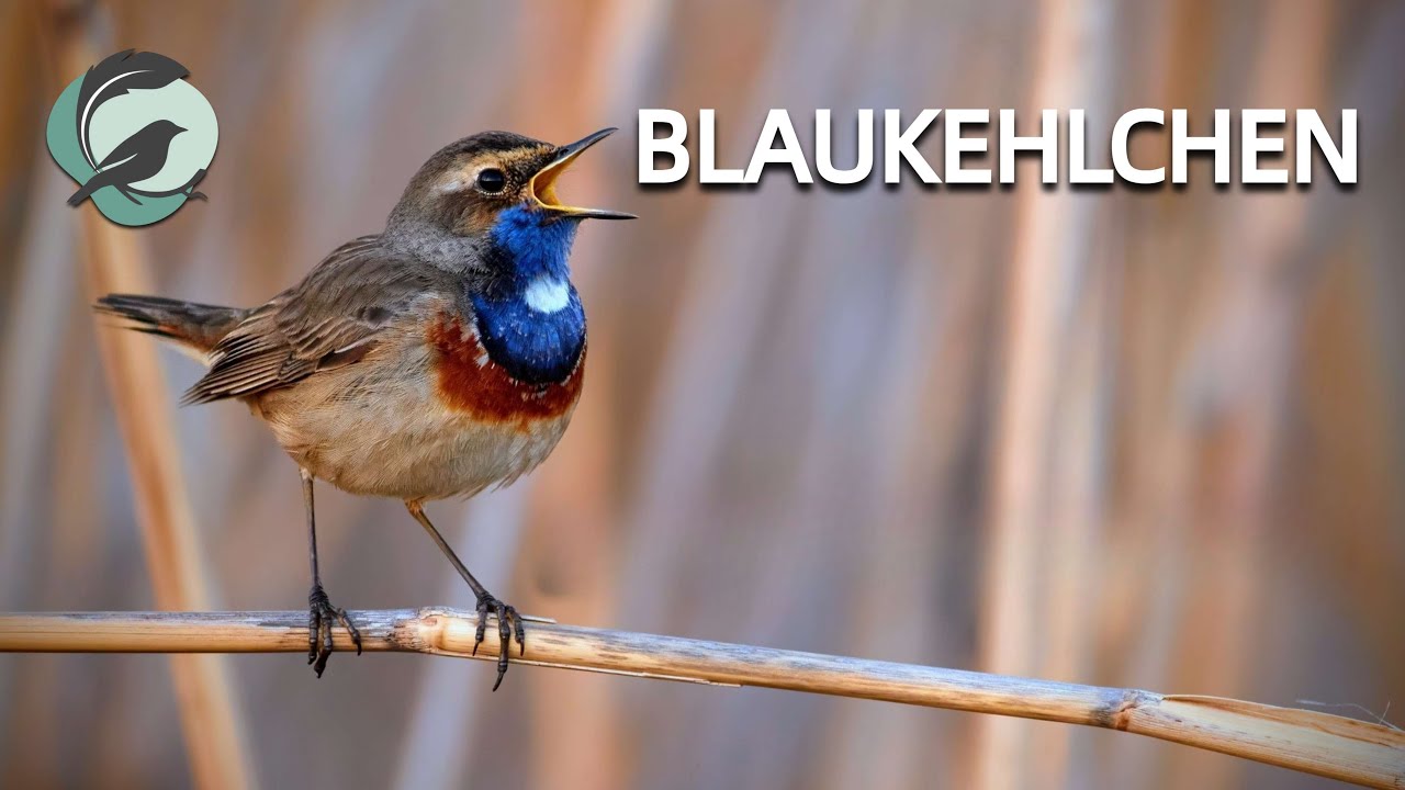 BLAUKEHLCHEN 💮Zwitscherportrait💮 kleinfein &ndash; Vogelstimmen, Vogelportrait, Steckbrief
