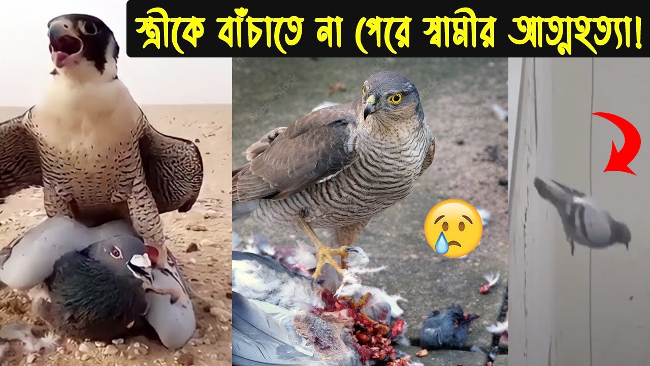 অসহায় কবুতর দম্পতির জীবন কাহিনী | Bird Story-74 | The life story of helpless Pigeon couple | Jactok
