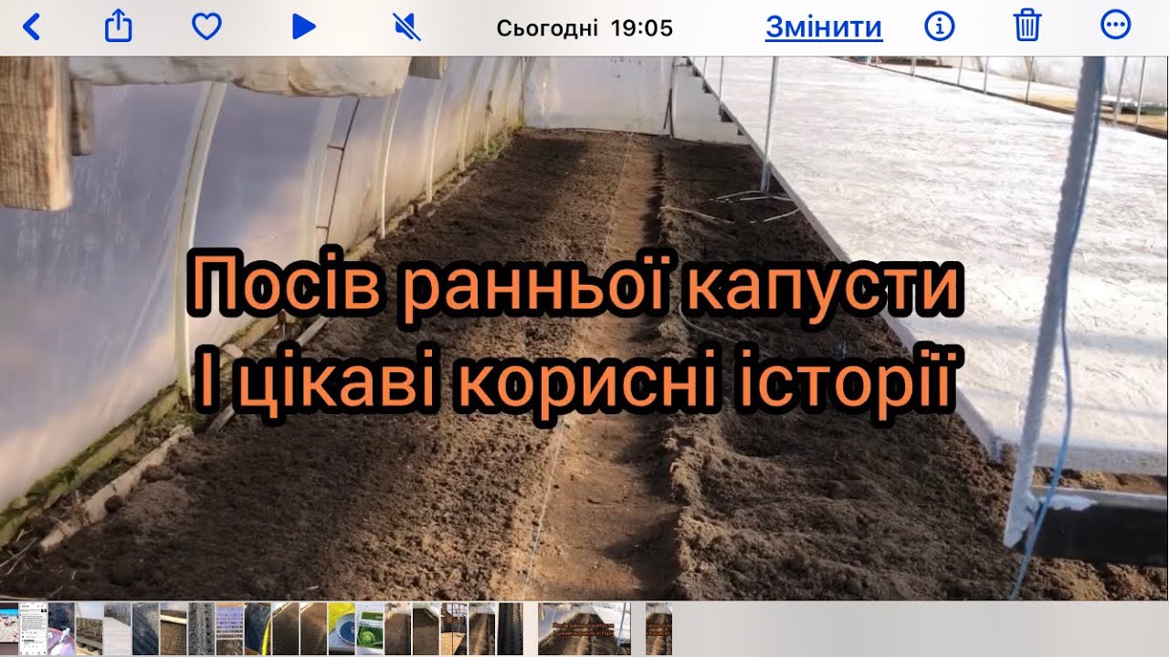 Як Вінницькі капусту сіють,робота в теплиці і які плани далі