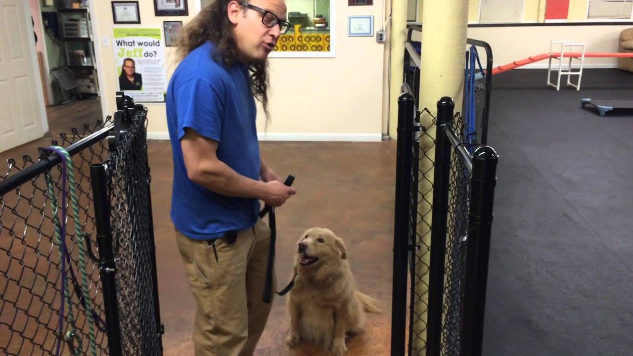 How To Thresholds Waiting at Door DIY Dog Training
