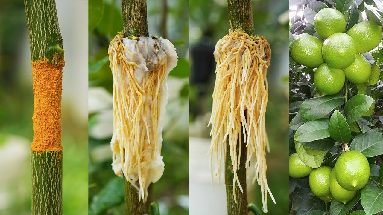 Best method of propagate lemon trees, Ready to grow your own lemon tree at home using some materials