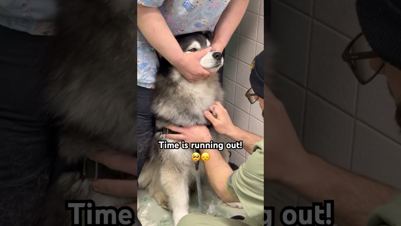 With less than three hours left, I am officially pulling out all the stops. 🐺🥺😔 #husky