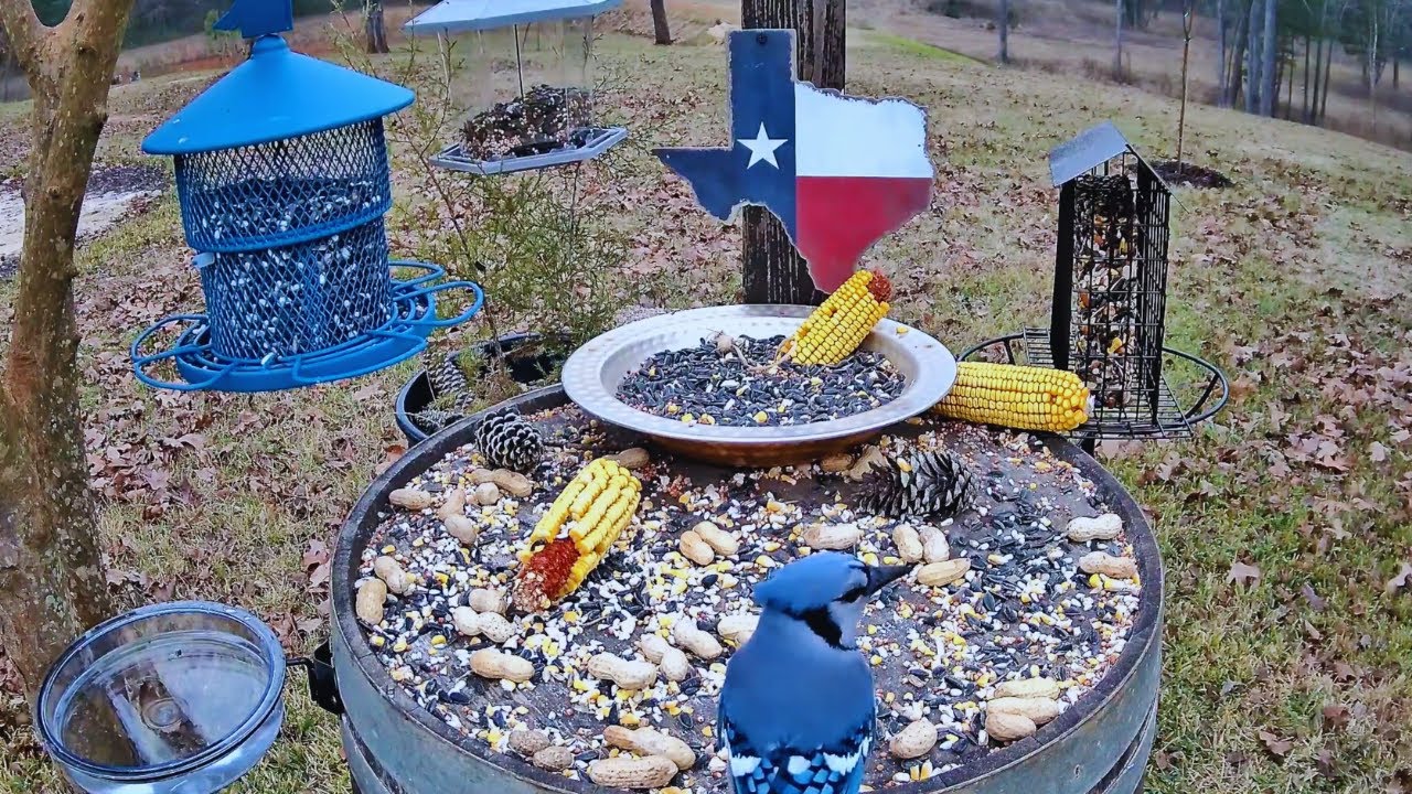 Birds Y’all Live 🐦 East Texas Bird Cam | Backyard Birds & Peaceful Nature Sounds