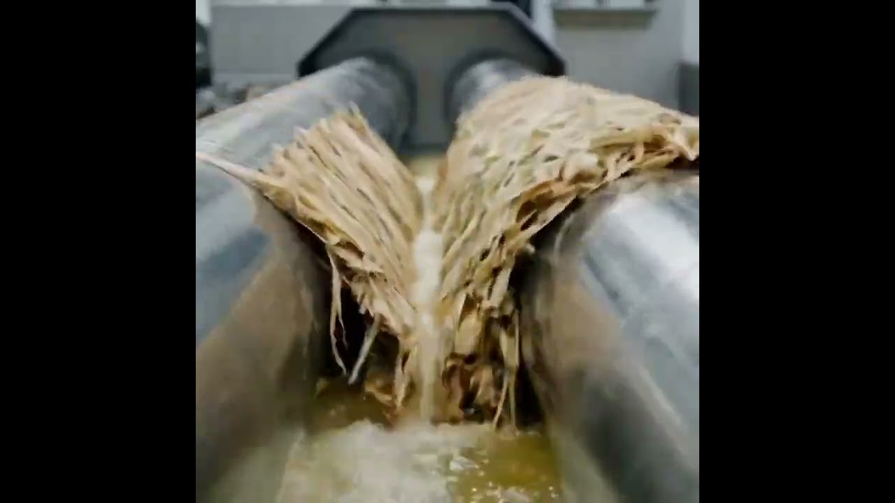@Sugarcane#sugarcane 