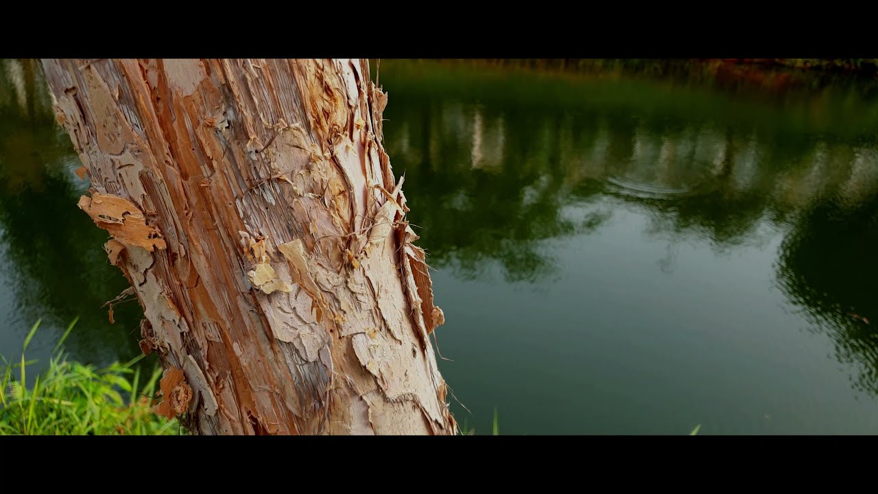 4k nature cinematic - 4k 60fps nature | short 4k video