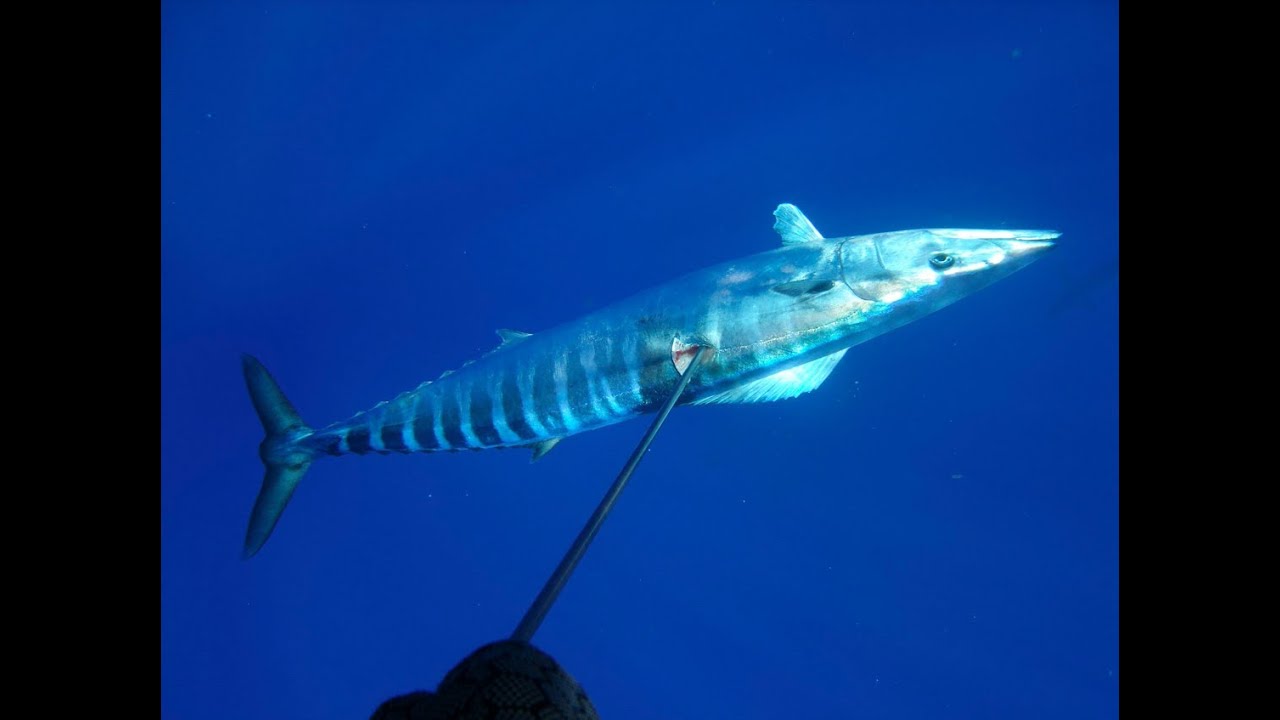 Spearfishing Wahoo - Jools' First Wahoo