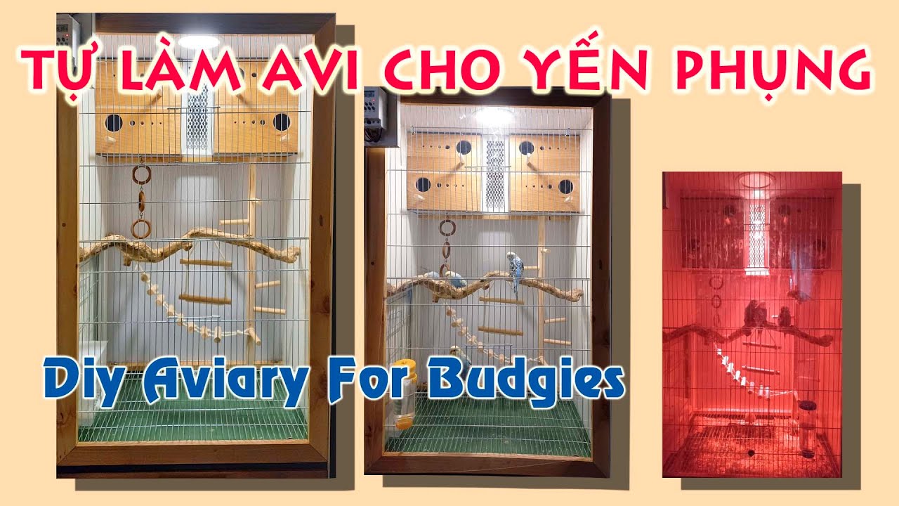 Tự Làm Avi Cho Yến Phụng | DIY Small Aviary For Bubdgies
