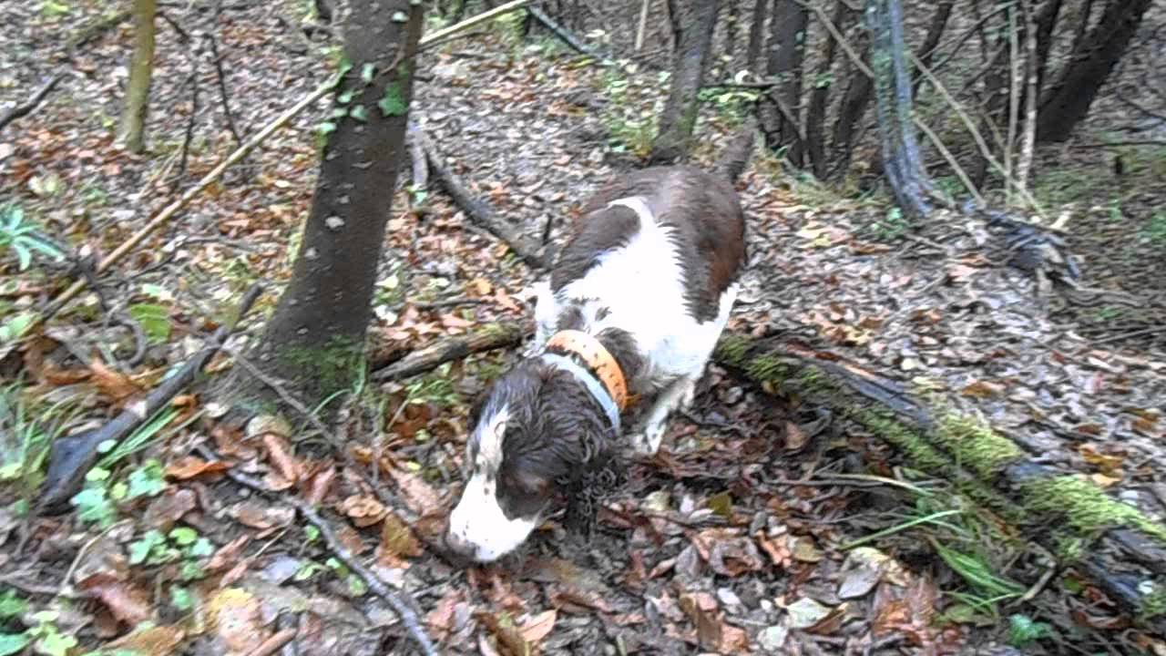 springer a tartufo bianco 2015