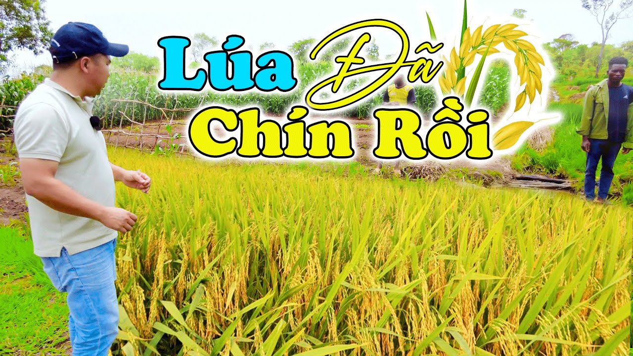 Đông Paulo || Lúa Đã Chín Vàng, Liệu Có Được Vụ Mùa Đầu Tiên Cho Bà Con Dân Bản???