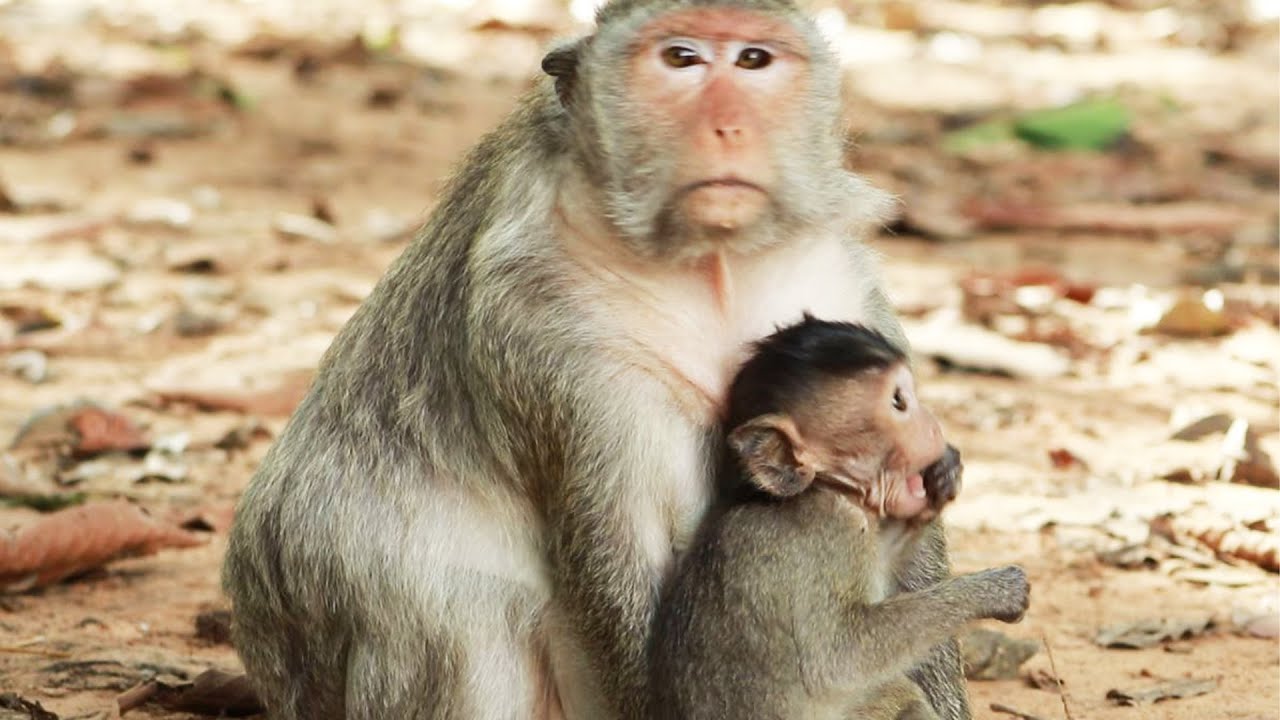 Scarlet mama  And Peck Monkey  on July14-2022,G-Maz..441..Amber