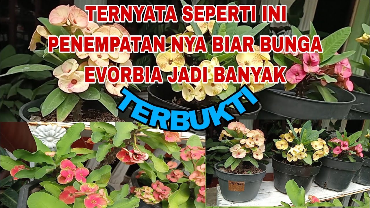TERNYATA SEPERTI INI PENEMPATAN NYA BIAR BUNGA EVORBIA JADI BANYAK. TERBUKTI HASILNYA 