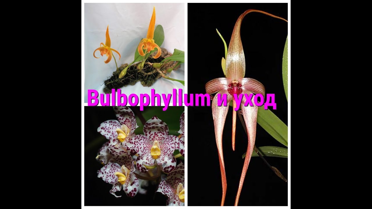 Bulbophyllum и уход