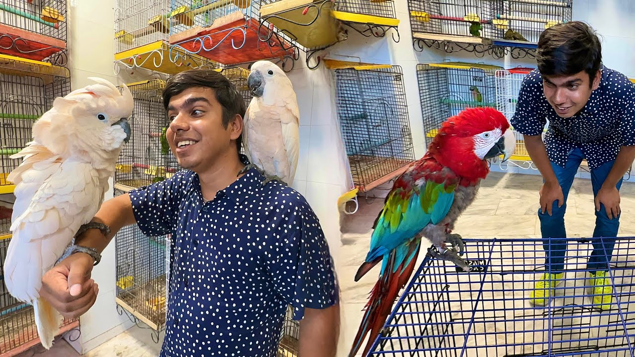 Exotic Birds Lena Karachi A Gaha 😍