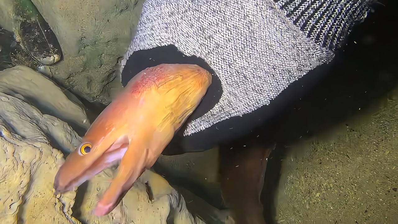 Live 🟢 –Real-time Seafood Adventure - Full Dive Revealed！🦀🌊#diving  #fishing #hunting #shorts