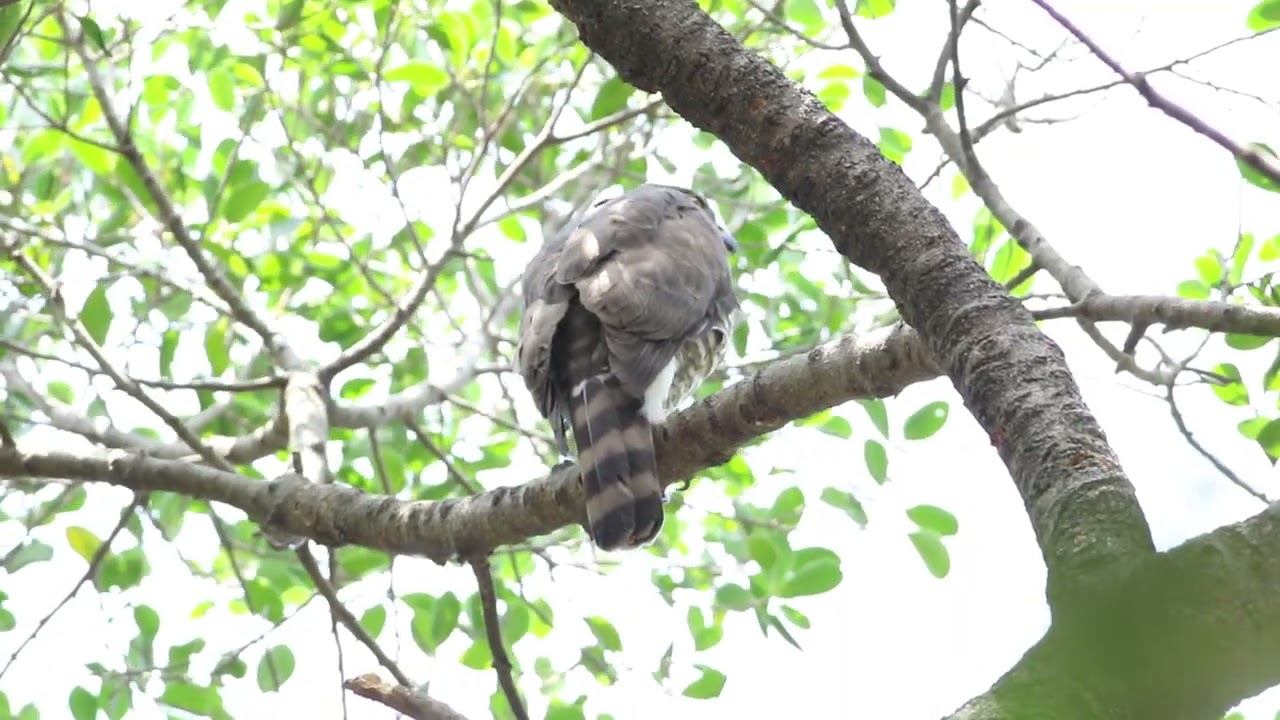 鳳頭蒼鷹(Crested Goshawk)與黑枕藍鶲(Black-naped Monarch)，不斷搔擾。