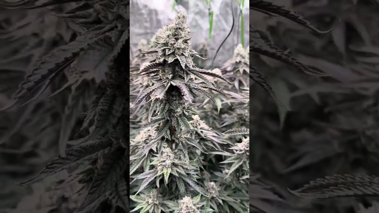Day 60 Flower. Chop day . Spider-farmer LED