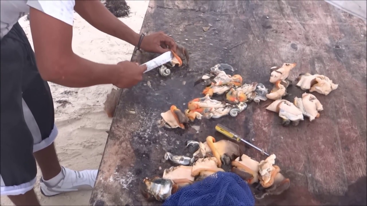 Conch Shell - releasing the meat